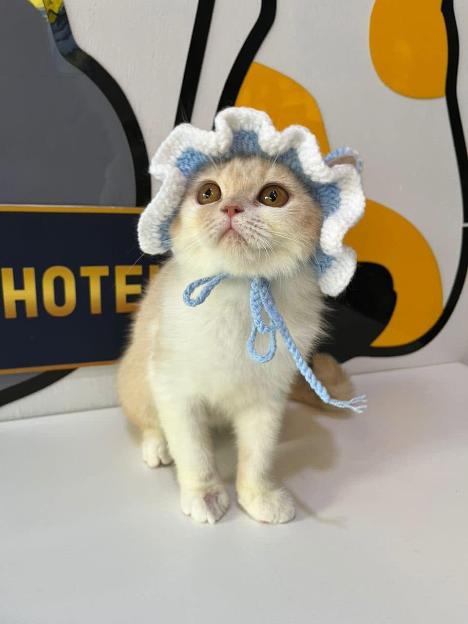 Aurora Cat Hotel