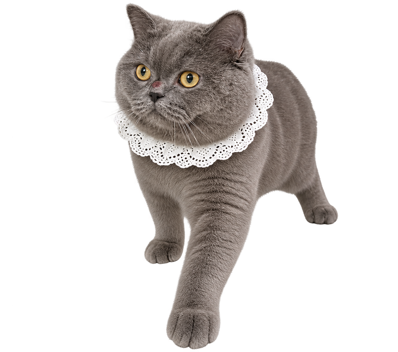Grey Cat