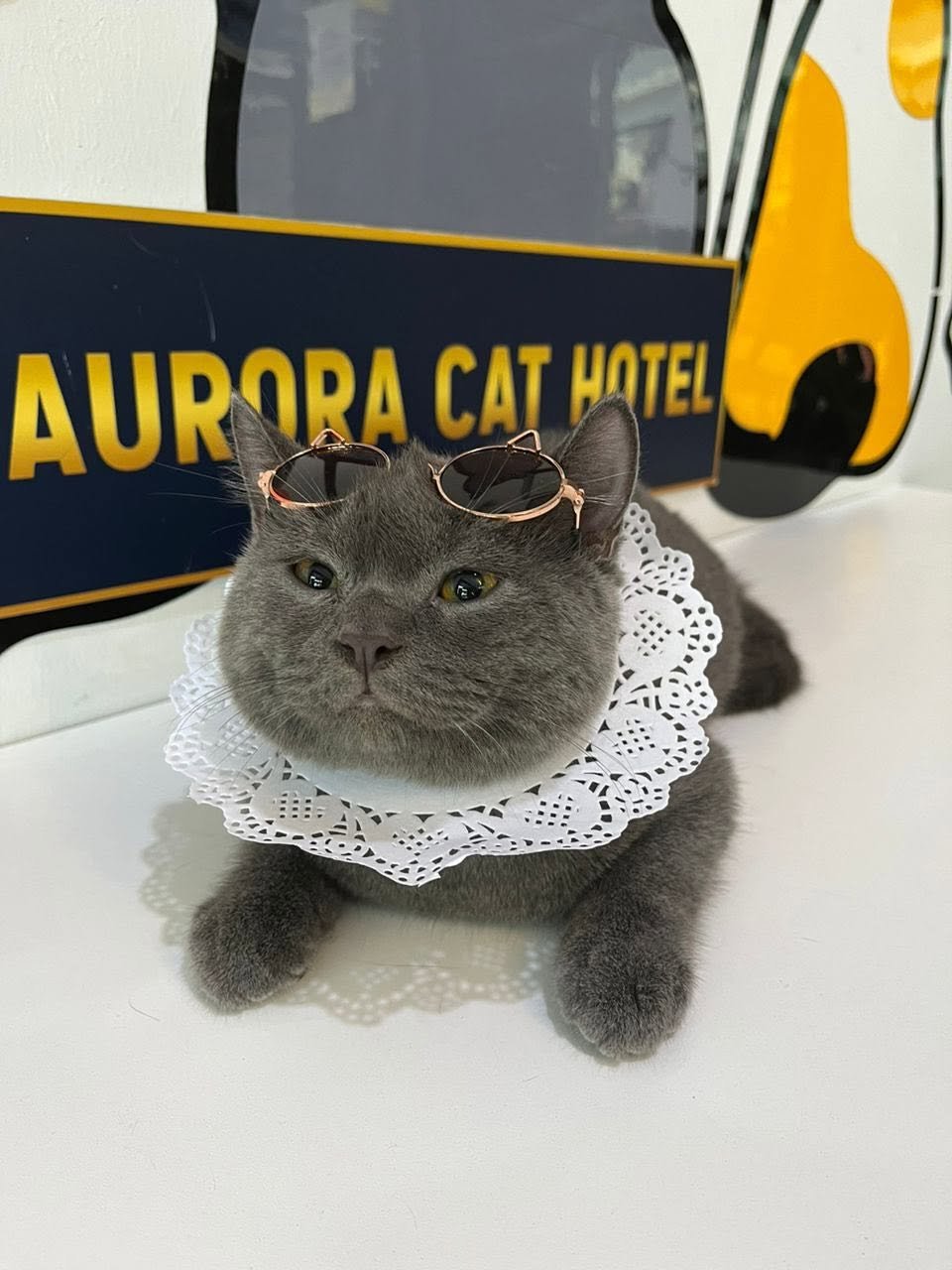 Aurora Cat Hotel